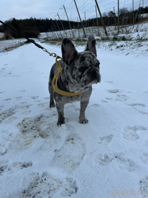 Französische Bulldogge Marley sucht ein neues Zuhause