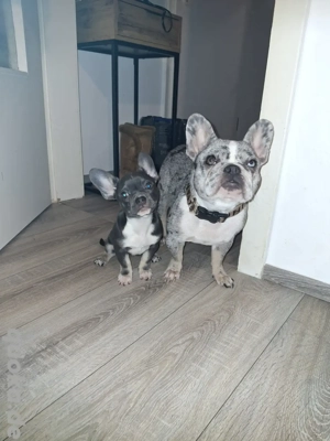 Mini Französische Bulldogge Welpen abzugeben 