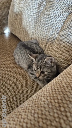 Getigerte kleine Kitte in liebevolle Hände abzugeben 