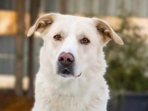 Brick sucht sein Zuhause