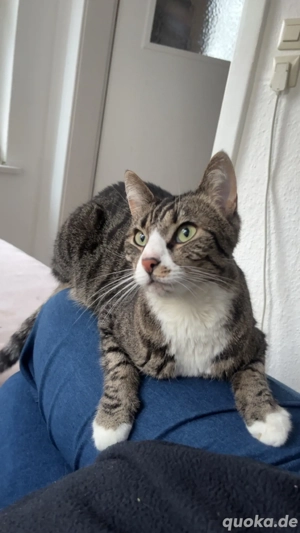 2 Katzen suchen ein neues Zuhause 