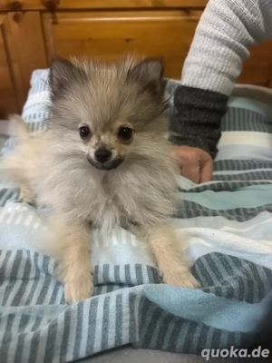 Pomeranian Zwergspitz Welpen