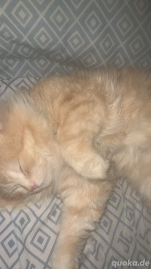    Wunderschöner orangener BLH-Kater sucht ein liebevolles Zuhause   