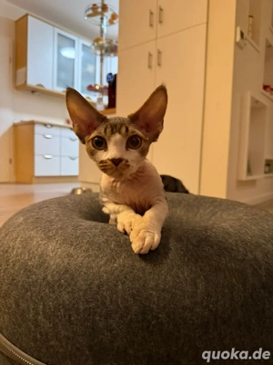Devon Rex, geimpft, Stammbaum und verspielt