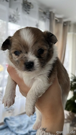 Pomchi Welpen
