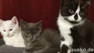 Gepflegte Katzenkinder suchen ein neues Zuhause