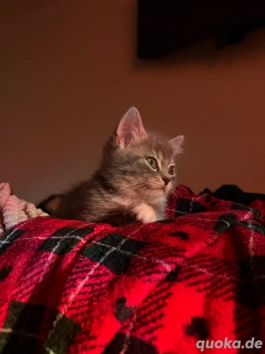 Süßes Kätzchen sucht ein liebevolles Zuhause