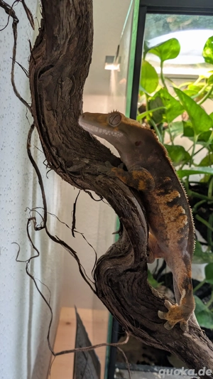 Kronengecko Männchen (Dark Base Flame Harlequin)   NZ 07 25   Handzahm