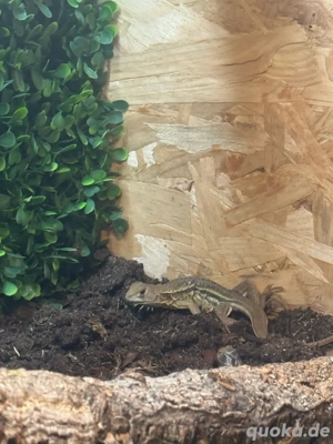 1.1 Schmetterlingsagame