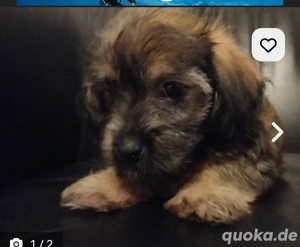 Biete zwei sucker süße Weibchen an 