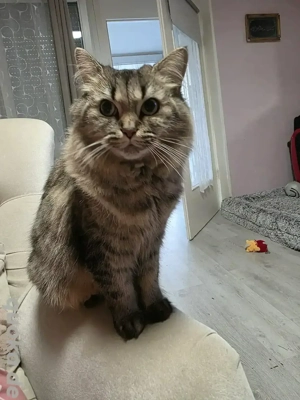 Verschmuste Katze (4 Jahre) sucht liebevolles Zuhause   