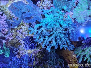 Acropora desalwii meerwasser Korallen 