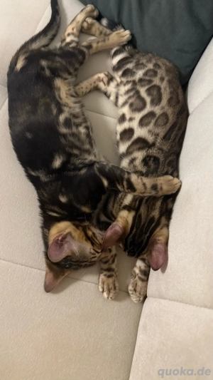 Reirassige Bengal Kitten