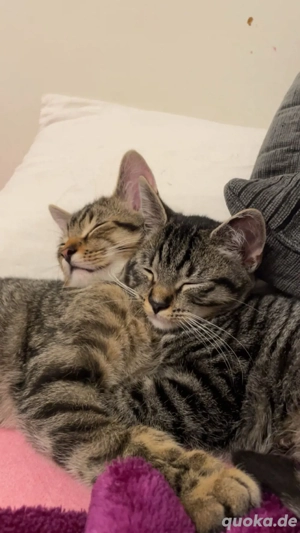 Europäische Kurzhaar Kitten