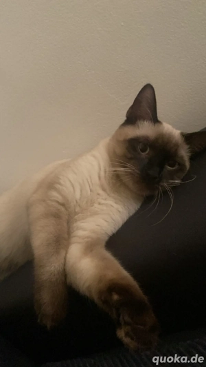 siamkatze 