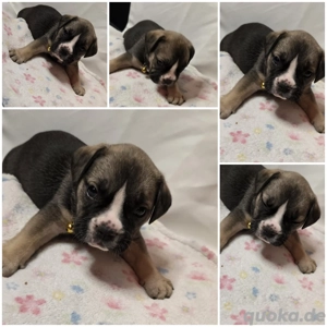 Old english bulldoggen 