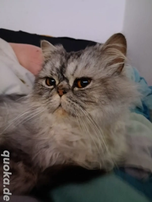 Deckkater wartet auf Dich 