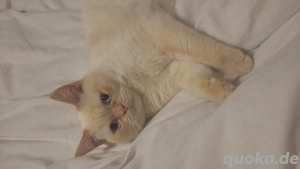 Wunderschöner bkh kater 