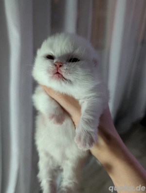 Traumhafter BKH BLH Mix Kitten Katzenbaby   Ein Weihnachtswunder sucht Dosenöffner! 