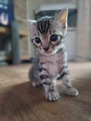 Süße Bengal-Kitten 