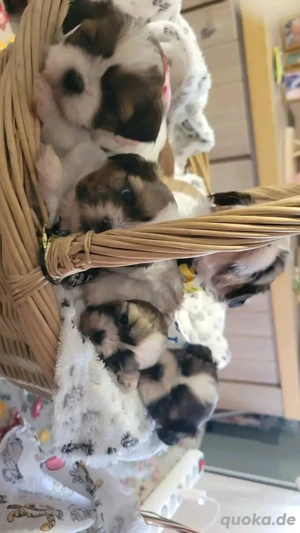 Unsere Shih-Tzu-Welpen suchen ein neues Zuhause