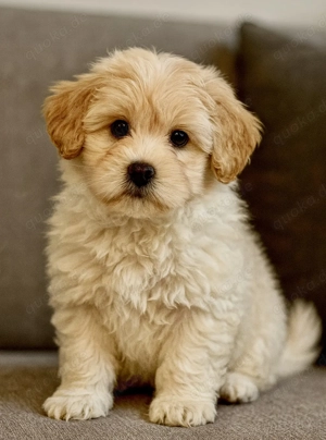 maltipoo Fellnasen mit gesundheitszeugniss