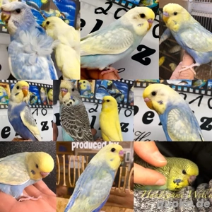 Junge Rainbow's HANDZAHME Wellensittiche