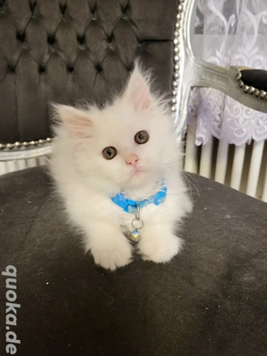 Weißer Maine-Coon-Katerchen 