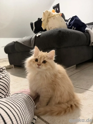 Main Coon - Perser Mix 