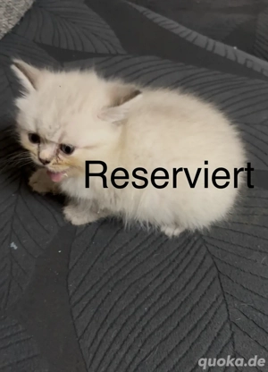 BKH Kitten zu verkaufen- nur 1 zu verfügbar