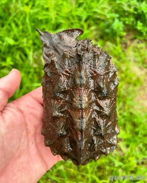 Dunkelste Peruanische Mata-Mata-Schildkröte (Chelus fimbriata) zu verkaufen