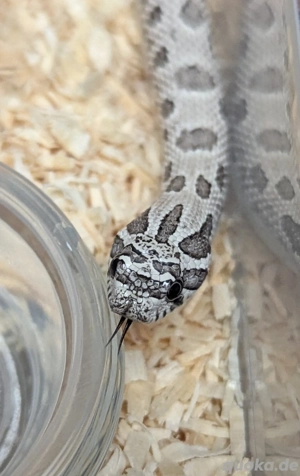Arctic Snow, Arctic Axanthic het Albino - Heterodon nasicus, Hakennasennatter