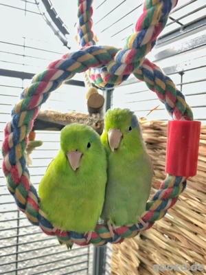  Sperlingspapageien handzahm