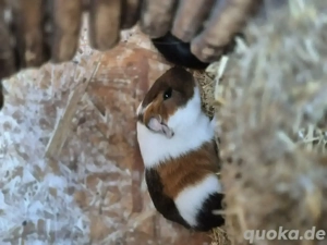 3 Meerschweinchen 8 Wochen alt