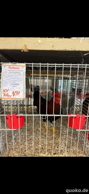 Zwerg Welsumer Rostrebhuhnfarbig Bruteier 