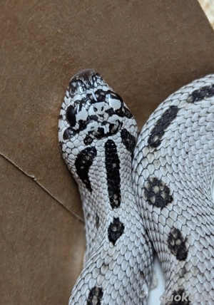 2.1 Superarctic Conda dh Snow (het Axanthic, Albino) - Heterodon nasicus, Hakennasennatter 