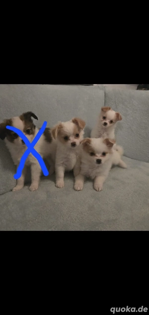 Papillon Chihuahua Welpen wunderschön