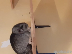 Chinchilla Standart beige