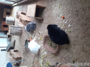 Löwenköpfchen Zwerghase Lionloop Bild 2