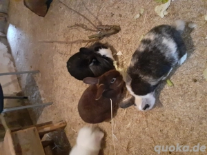 Löwenköpfchen Zwerghase Lionloop Bild 3