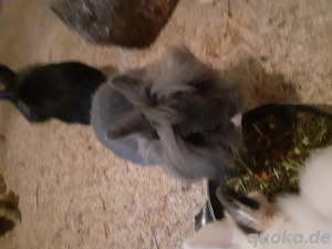 Löwenköpfchen Zwerghase Lionloop Bild 4