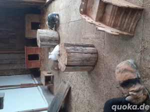 Löwenköpfchen Zwerghase Lionloop Bild 5