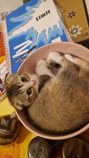 Hübsches kleines katzenmädchen