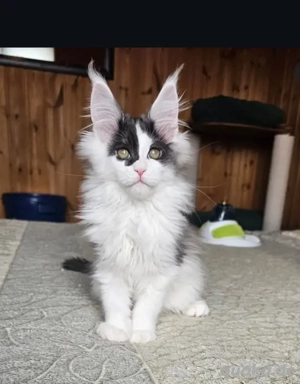Maine Coon Katzen