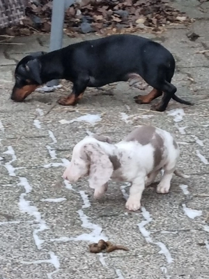 wunderschöner 4 Monate alter Zwergdackel