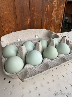 Hühner Silverrudds Bla Bruteier  Bild 6