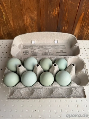 Hühner Silverrudds Bla Bruteier  Bild 5