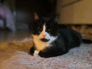 Minzi sucht ein neues und liebevolles Zuhause