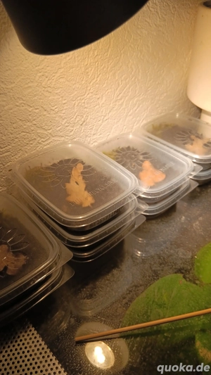 psalmopoeus cambridgei slings