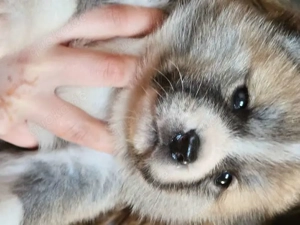 drei männliche Akita-Inu-